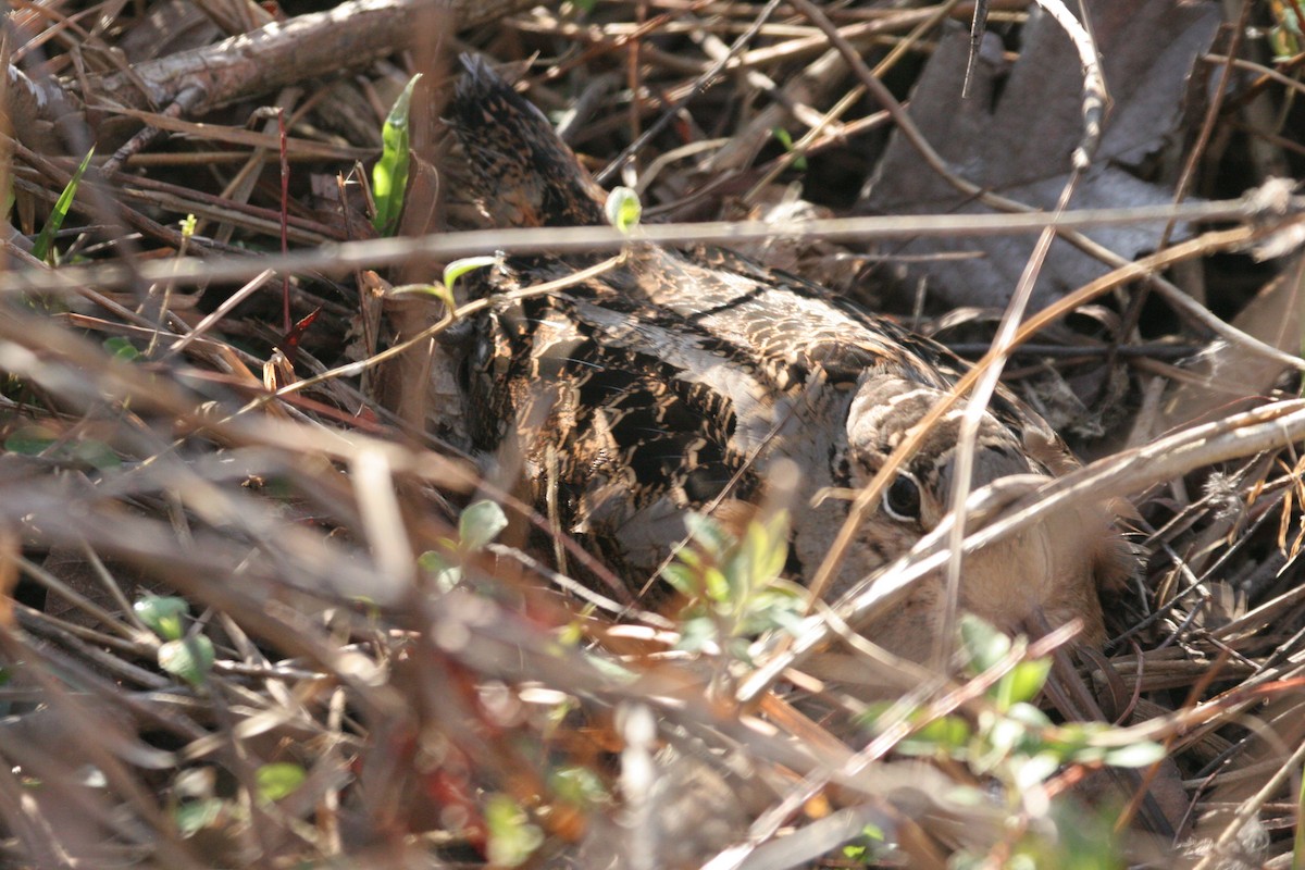 American Woodcock - ML641757616