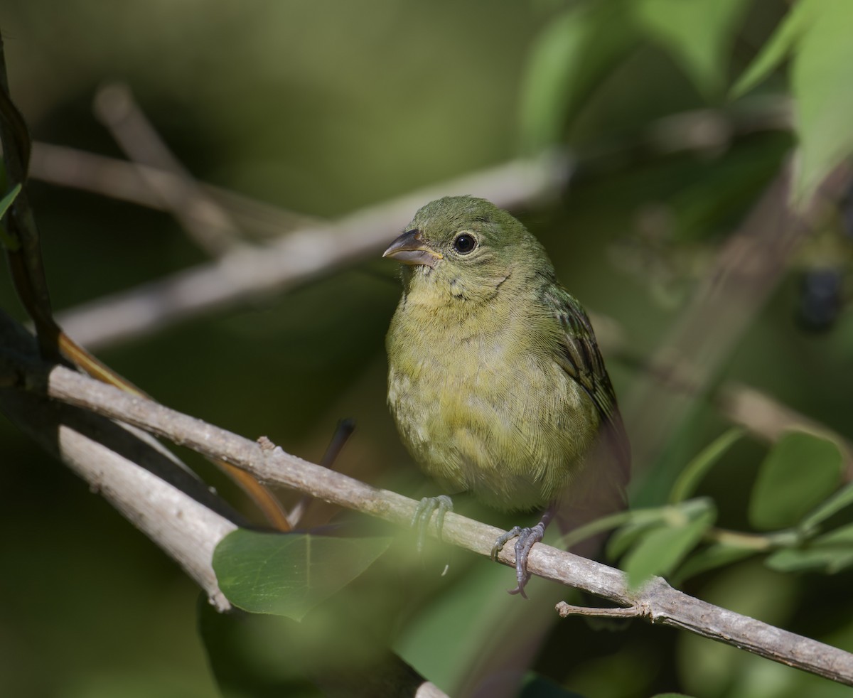 Painted Bunting - ML641757643