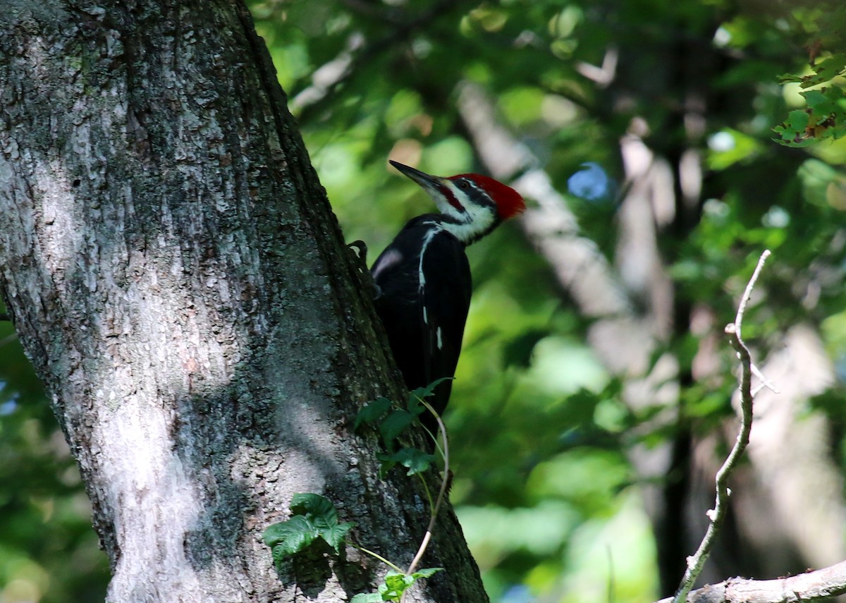 Pileated Woodpecker - ML641757704