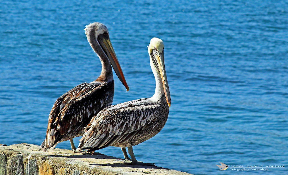 Peruvian Pelican - ML641757723