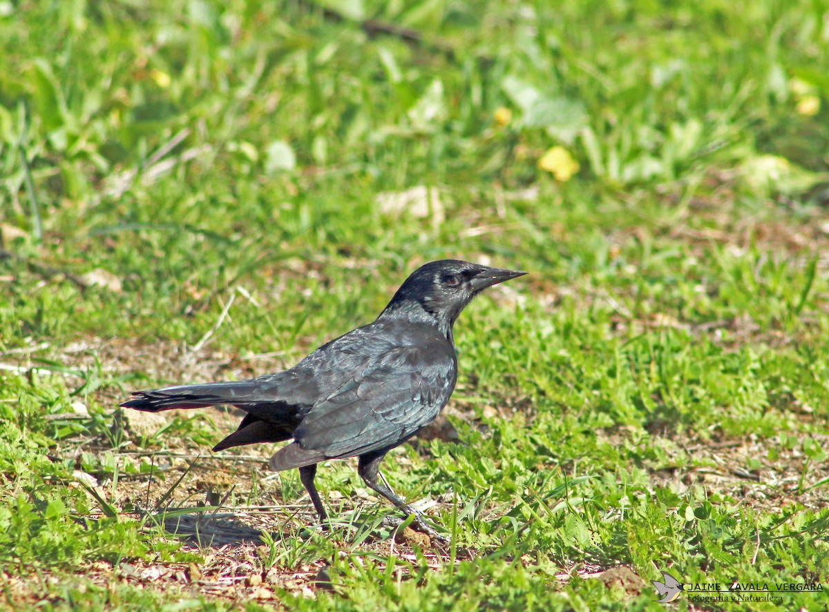 Austral Blackbird - ML641757755