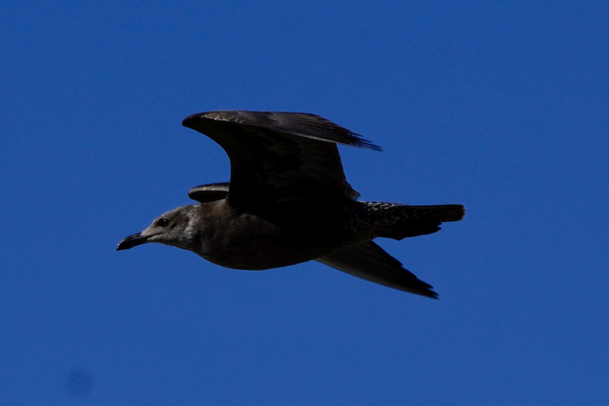 American Herring Gull - ML641757765