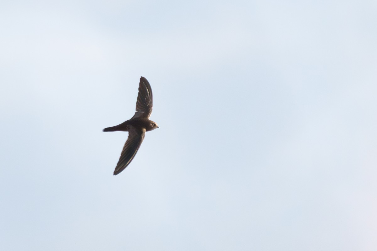 Mottled Swift - ML641757770