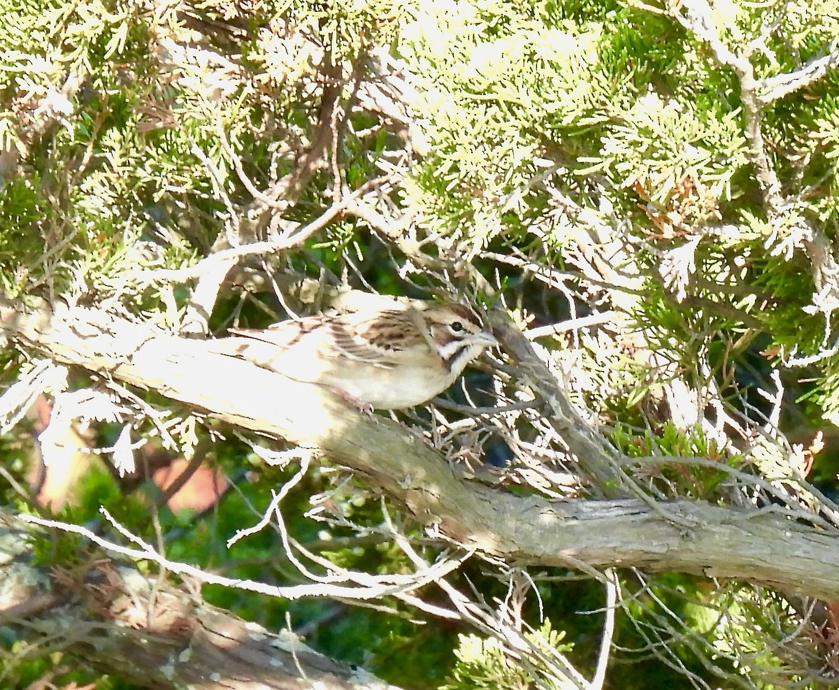 Lark Sparrow - ML641757777
