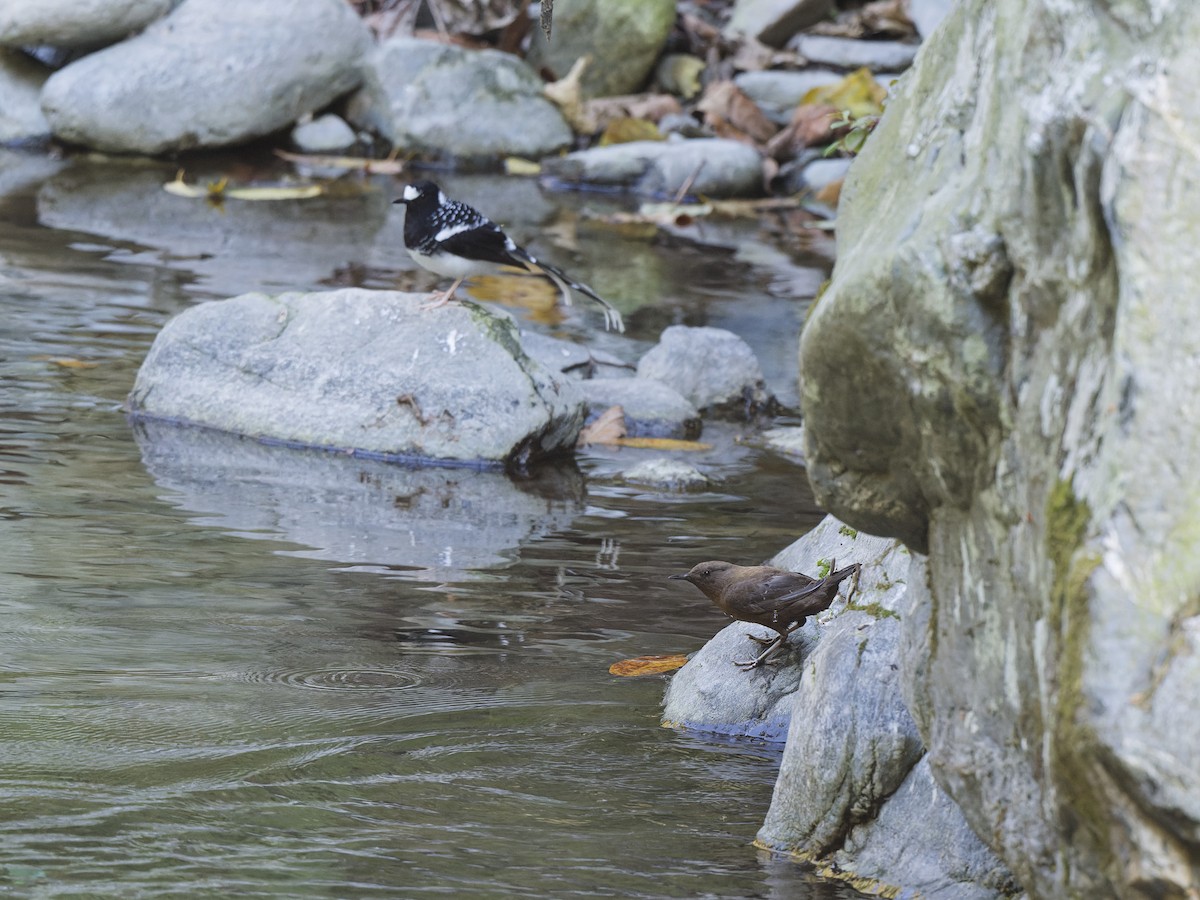 Brown Dipper - ML641757783