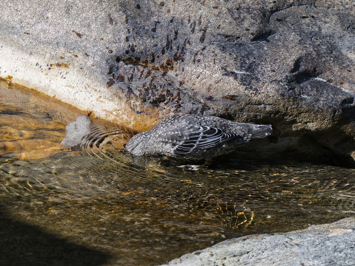Brown Dipper - ML641757787