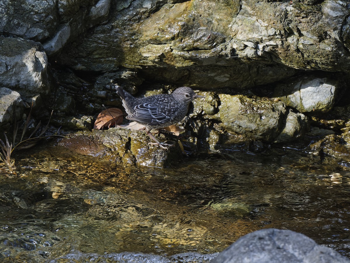 Brown Dipper - ML641757795
