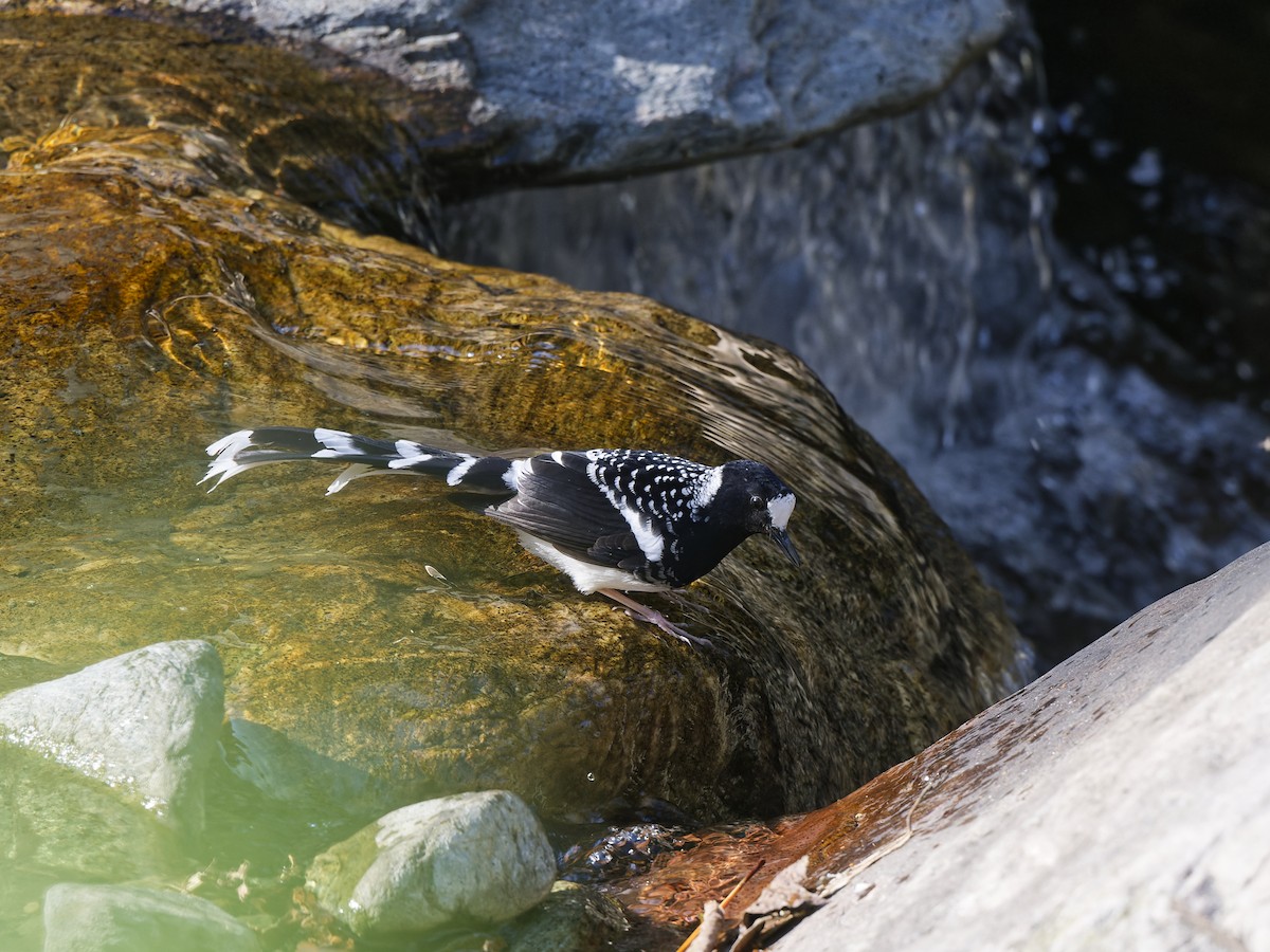 Spotted Forktail - ML641757798