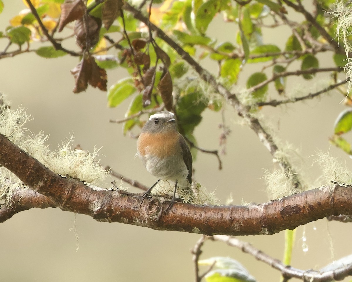 Rufous-breasted Chat-Tyrant - ML641757842