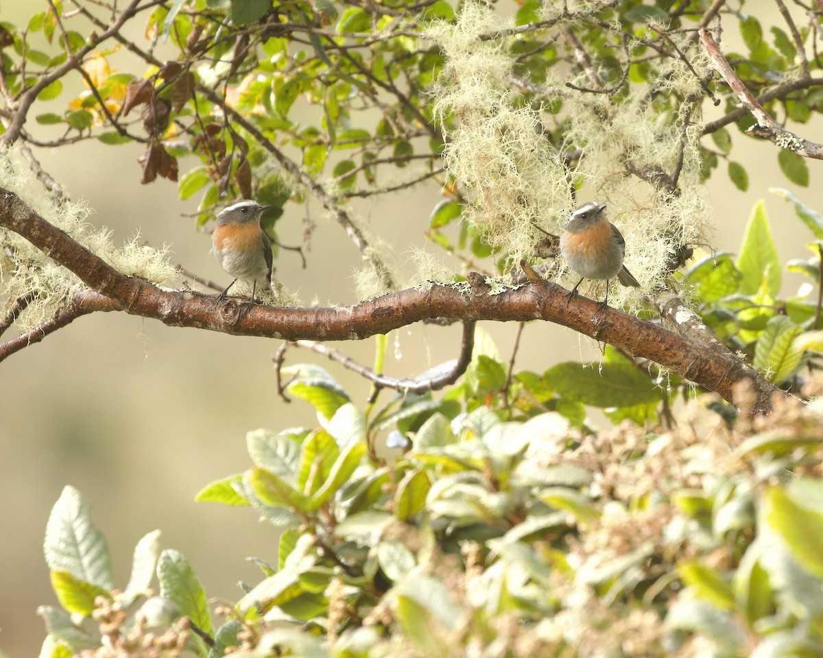 Rufous-breasted Chat-Tyrant - ML641757843