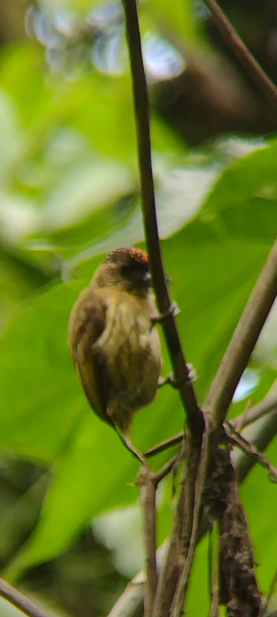 Olivaceous Piculet - ML641757861