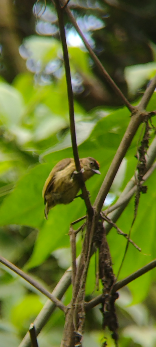 Olivaceous Piculet - ML641757862