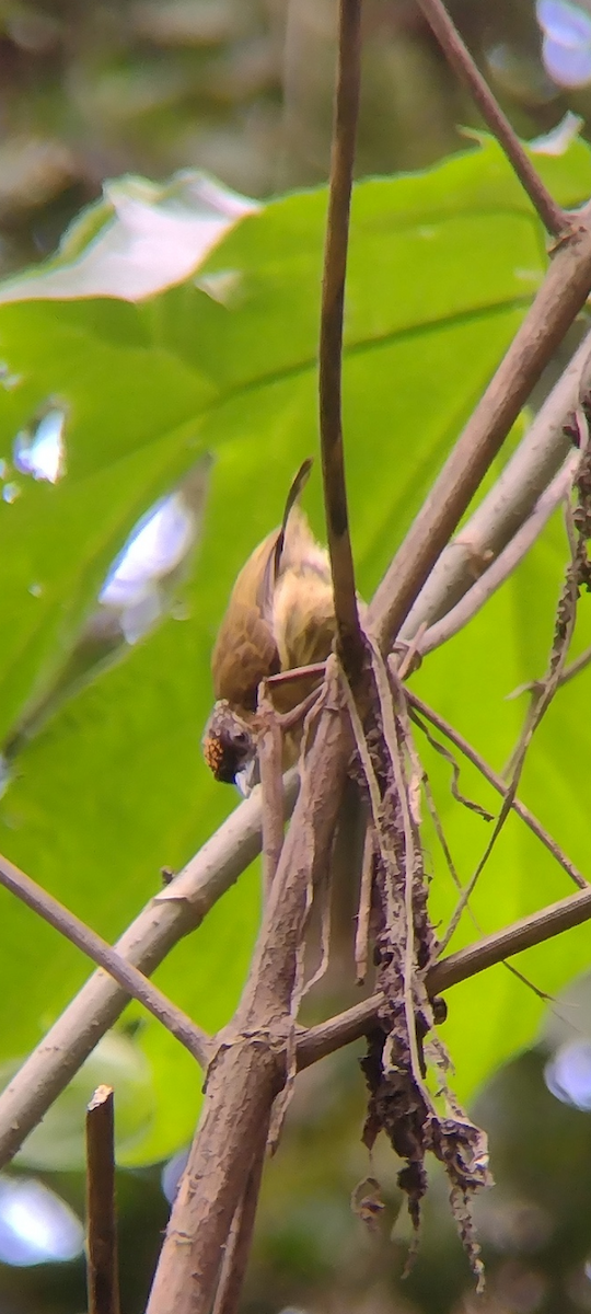 Olivaceous Piculet - ML641757867