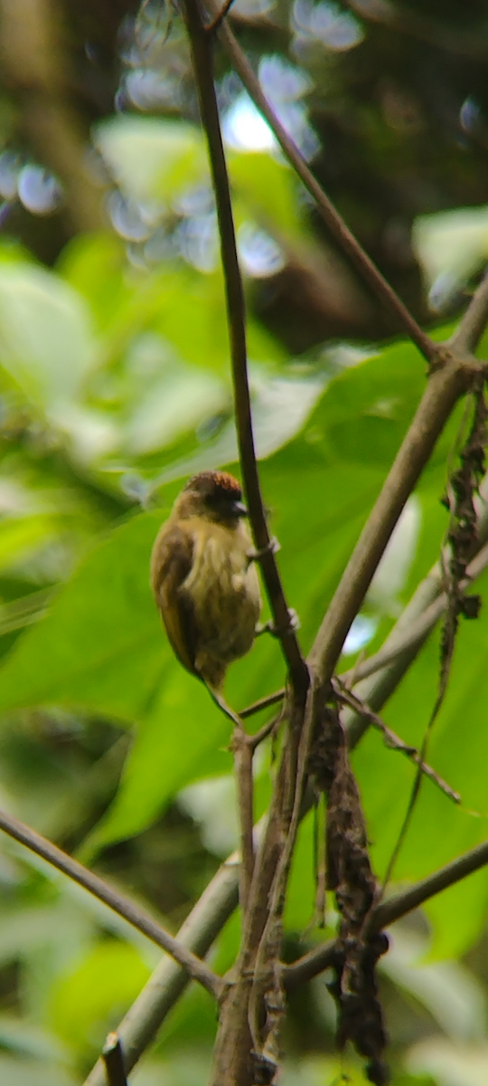 Olivaceous Piculet - ML641757868