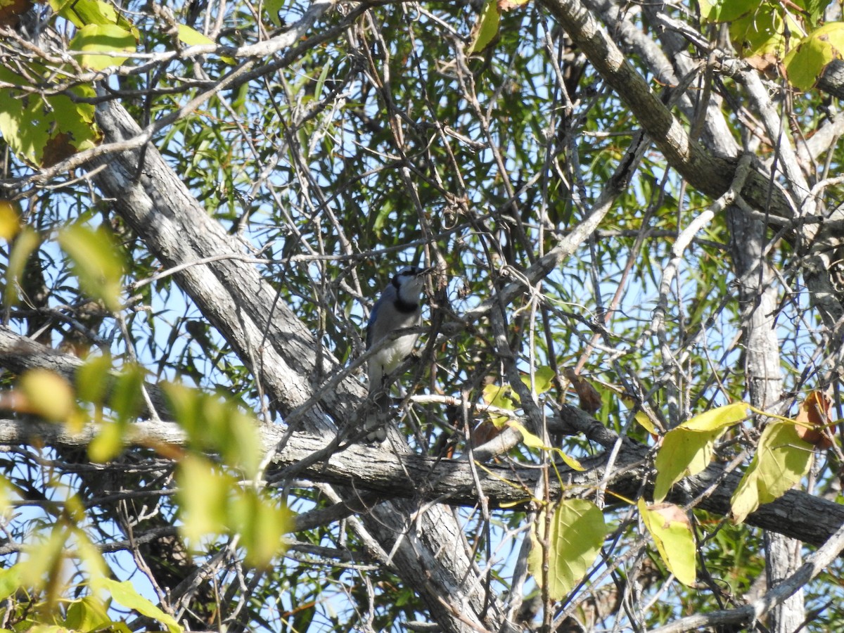 Blue Jay - ML641757875