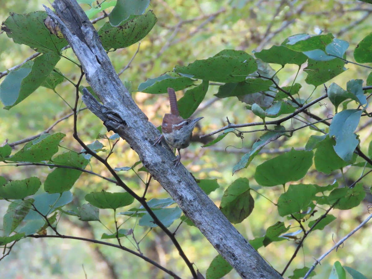 Carolina Wren - ML641757877