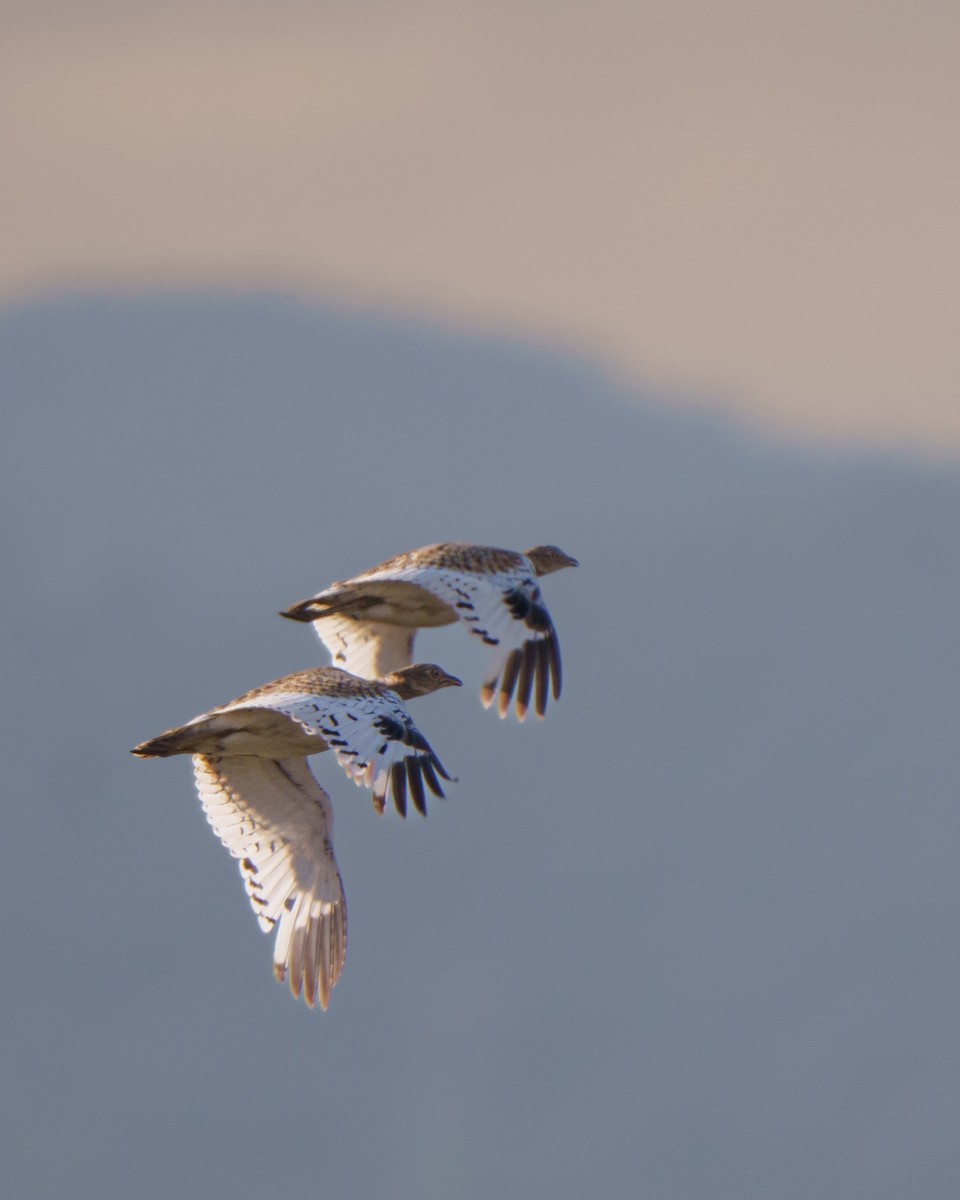 Gallina prataiola - ML641757909