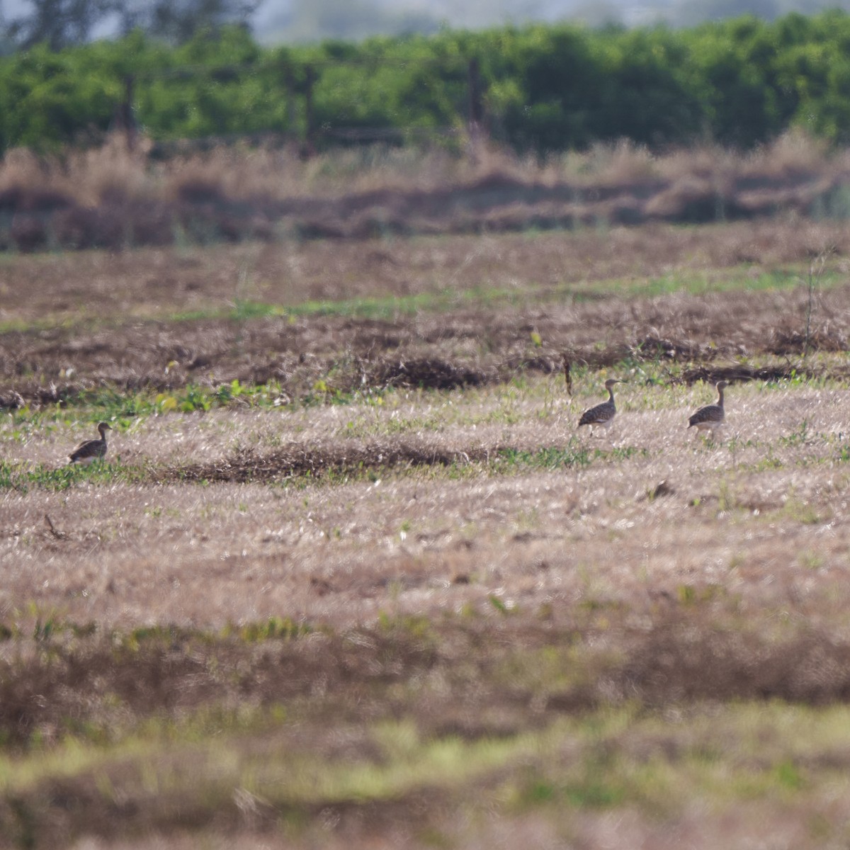 Gallina prataiola - ML641757910