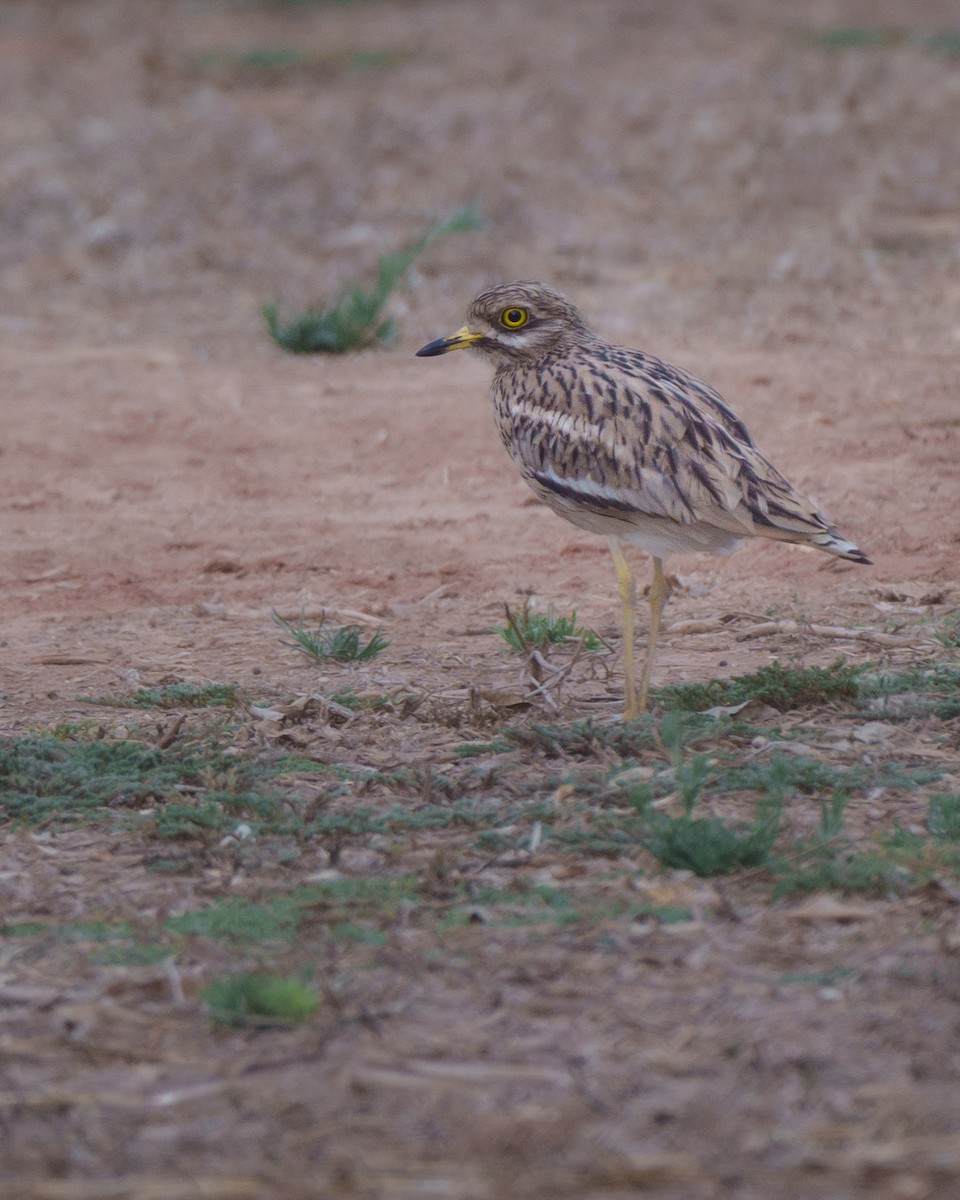 Occhione - ML641757956