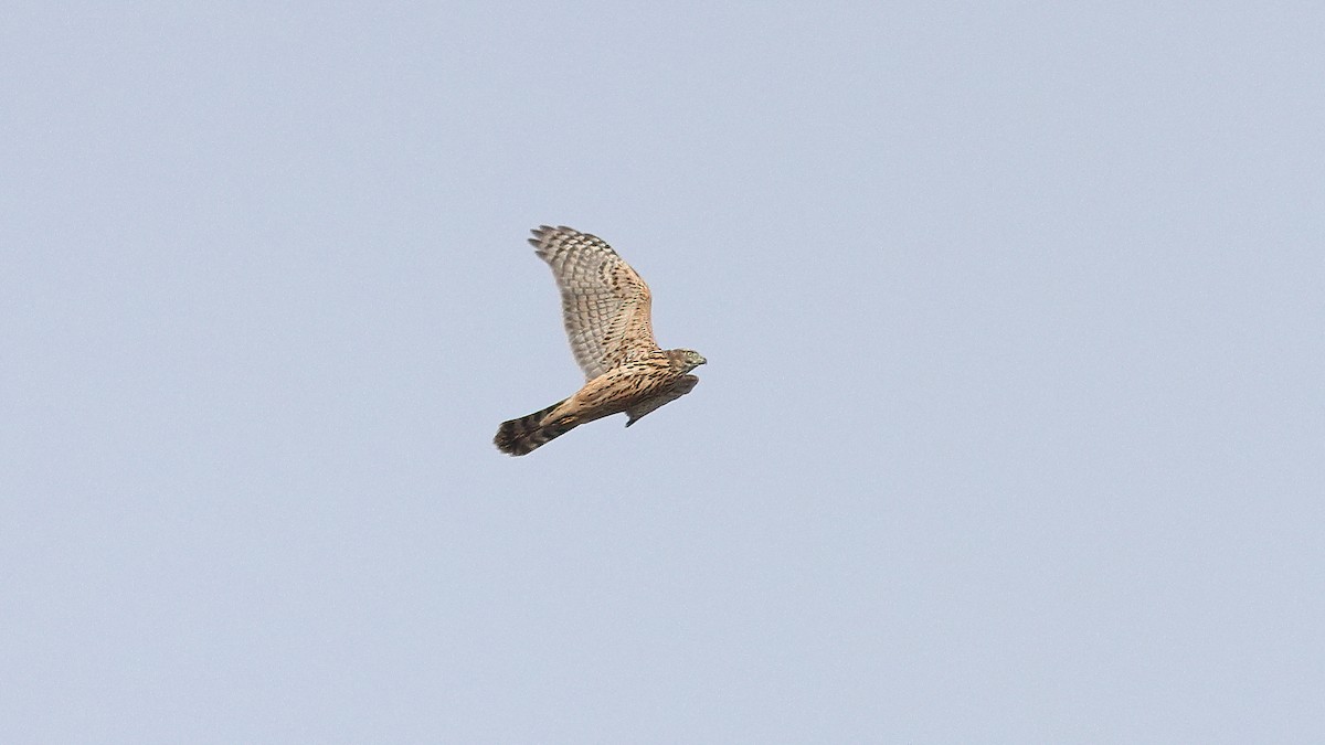 Eurasian Goshawk - ML641757957