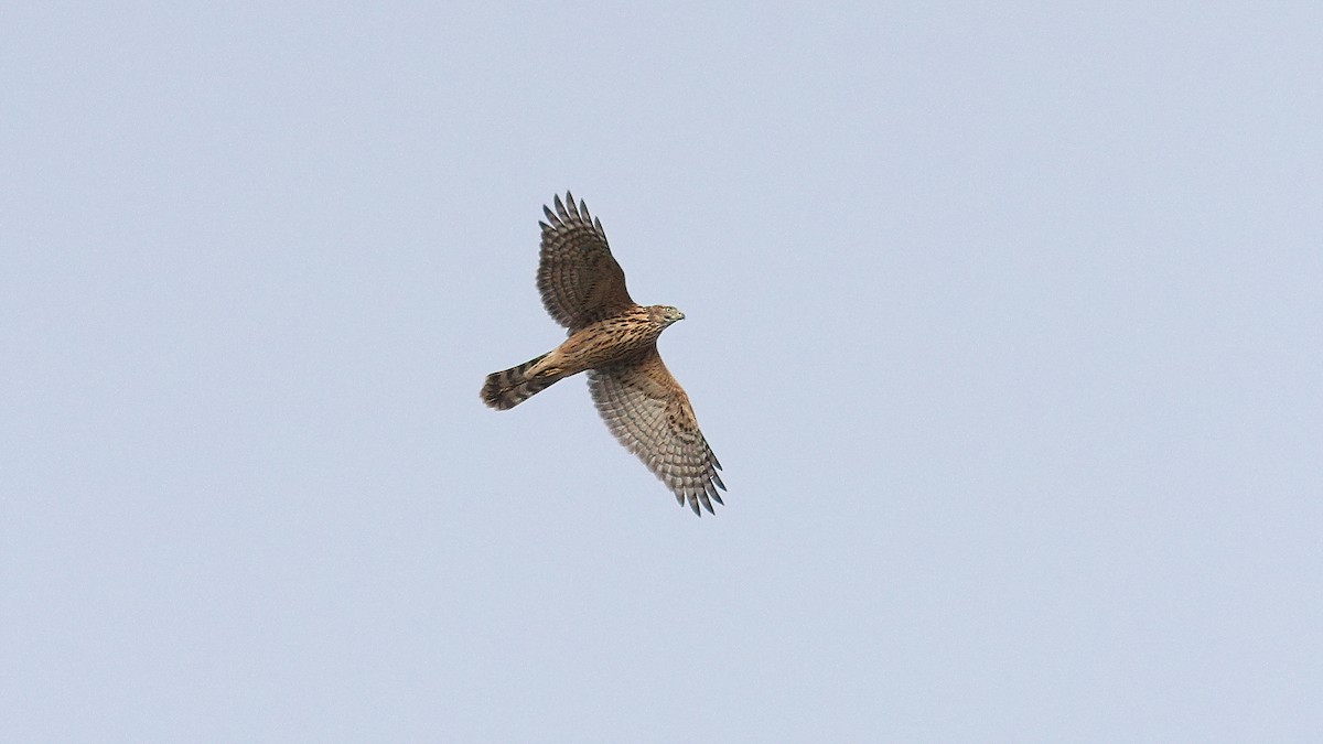 Eurasian Goshawk - ML641757965