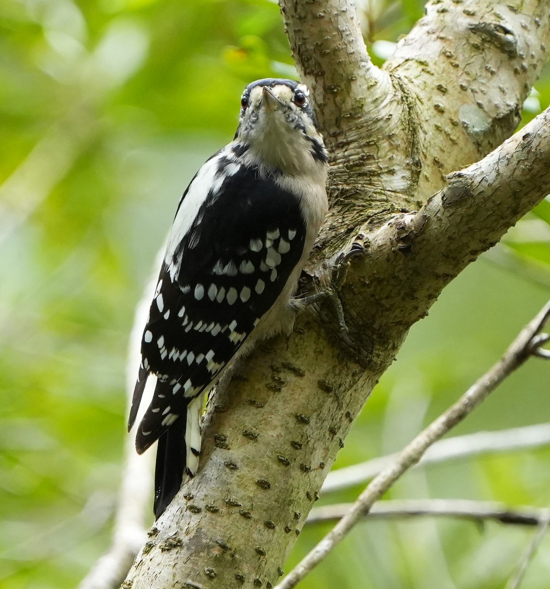 Downy Woodpecker - ML641757967
