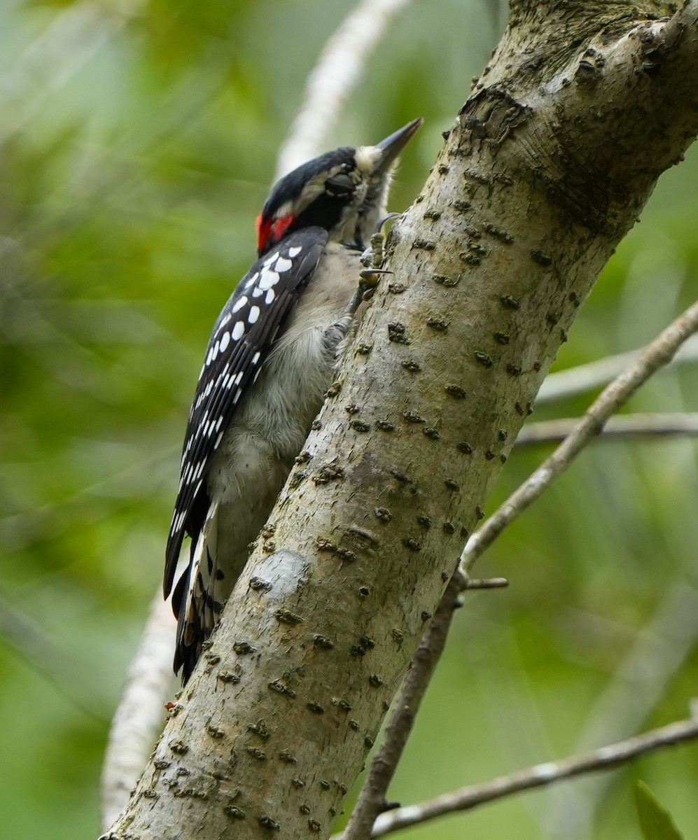Downy Woodpecker - ML641757985