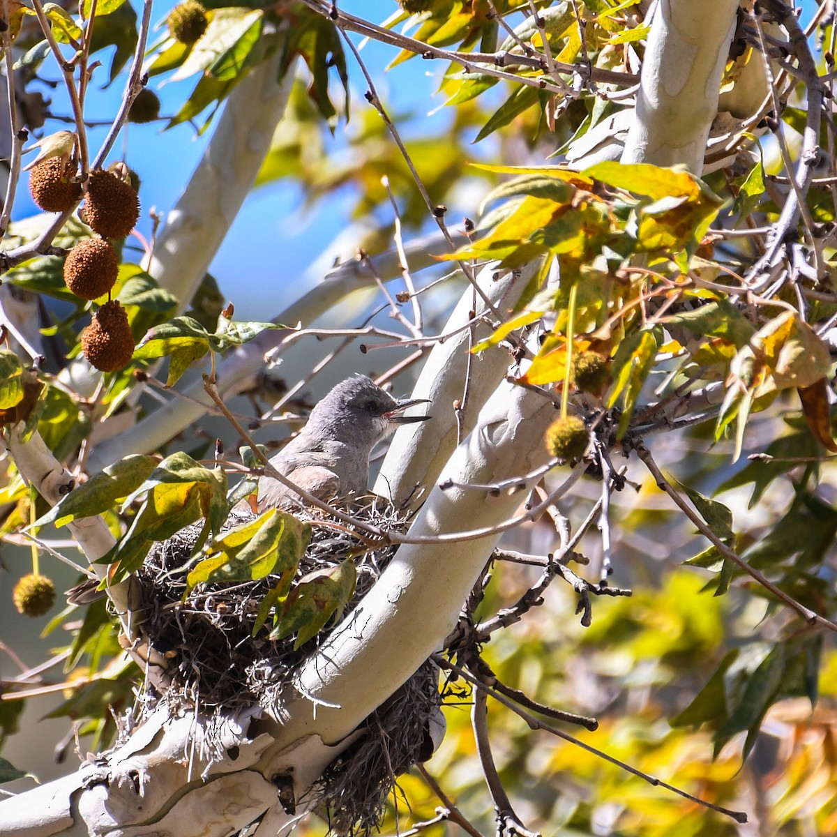 Cassin's Kingbird - ML641758009