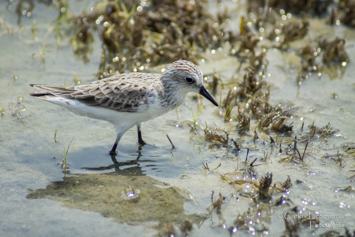 Sandstrandläufer - ML64175801