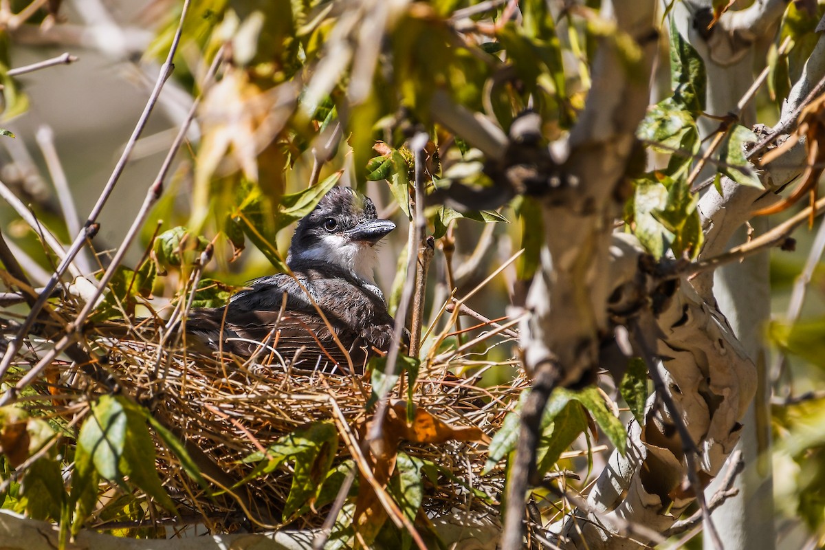 Thick-billed Kingbird - ML641758022