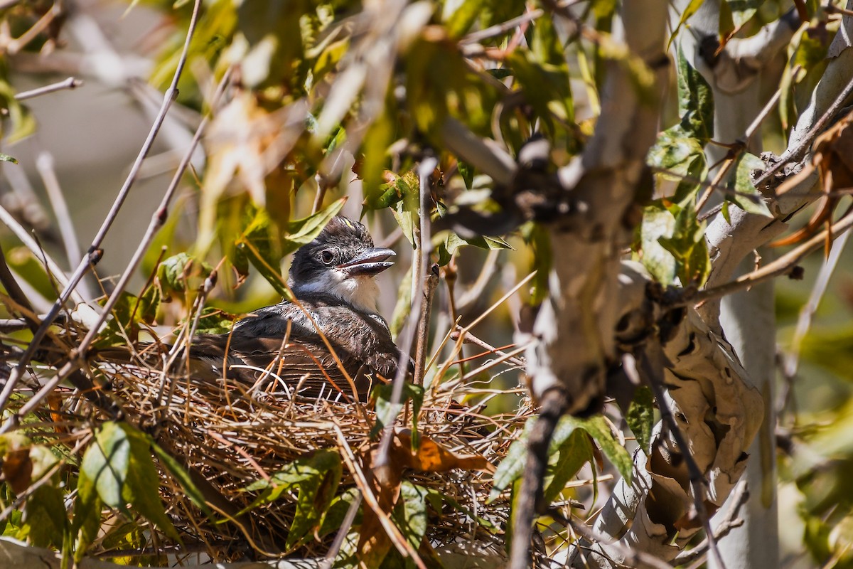 Thick-billed Kingbird - ML641758023