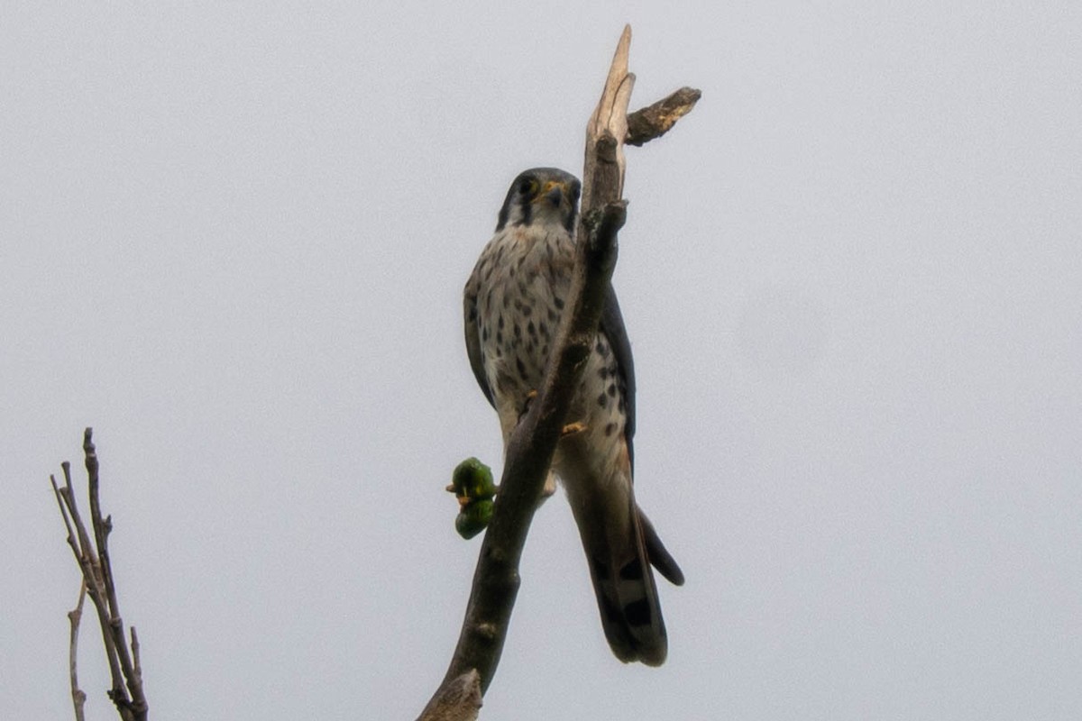 American Kestrel - ML641758030