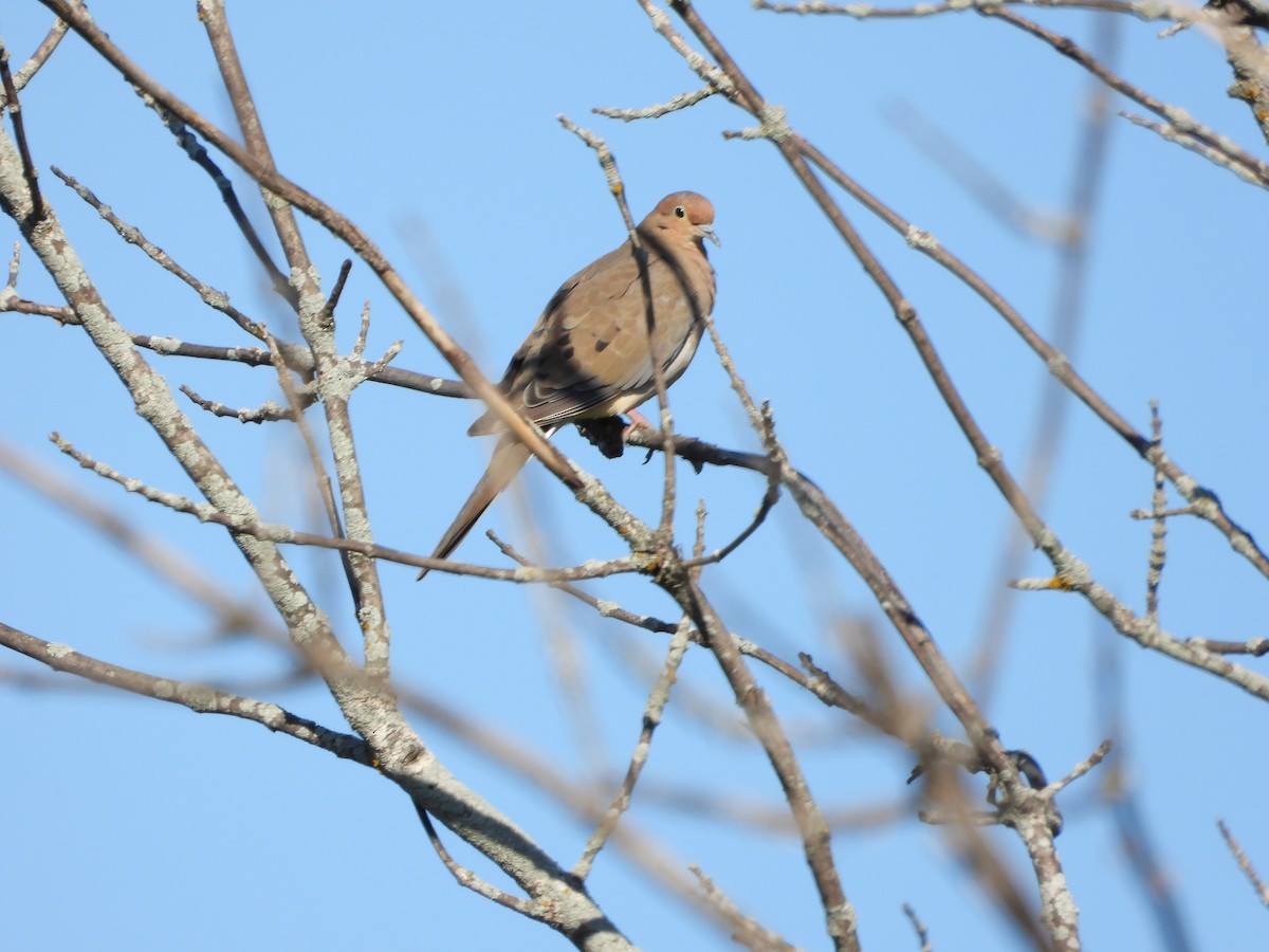Mourning Dove - ML641758040