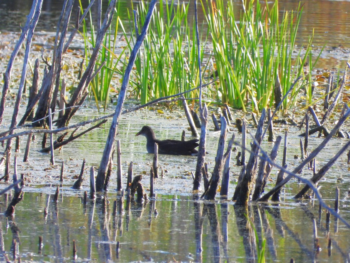 Common Gallinule - ML641758056