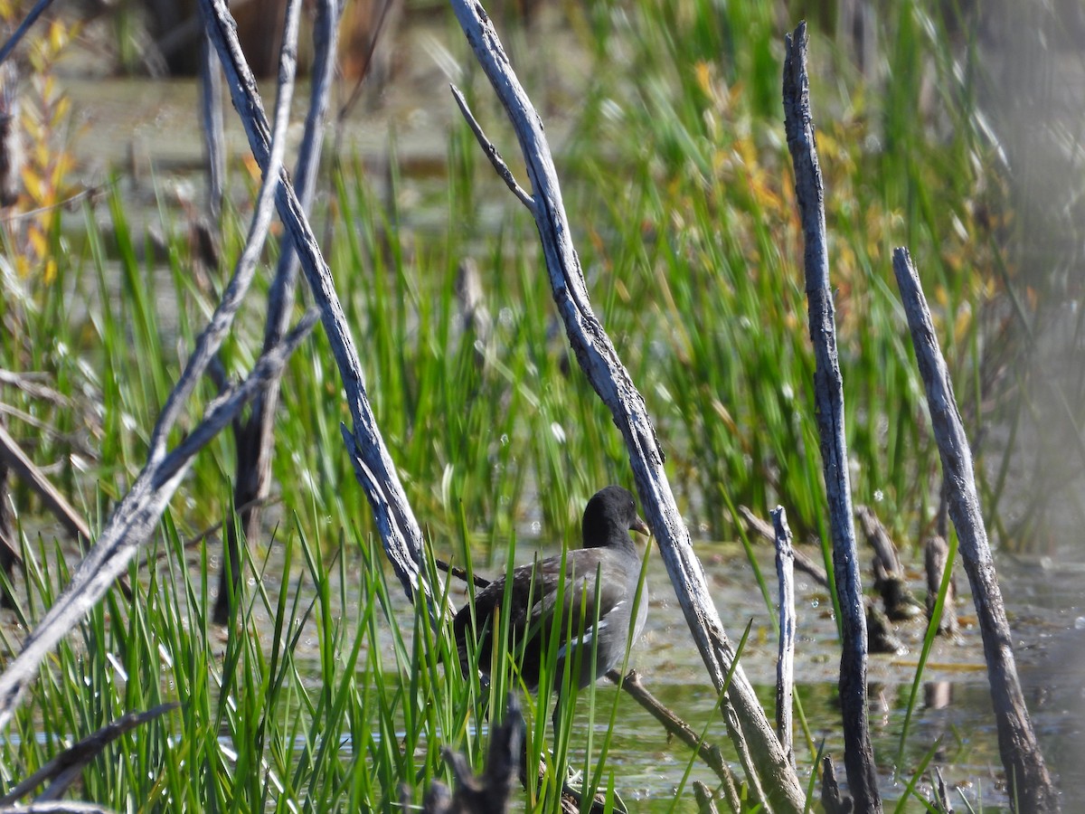 Common Gallinule - ML641758057