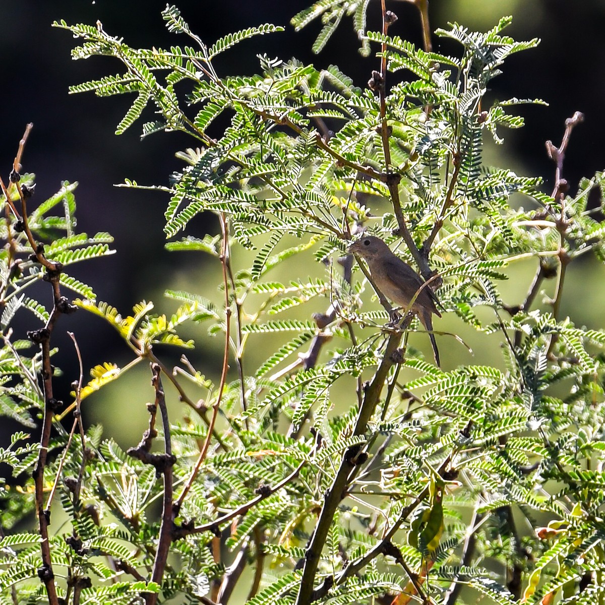 Varied Bunting - ML641758064