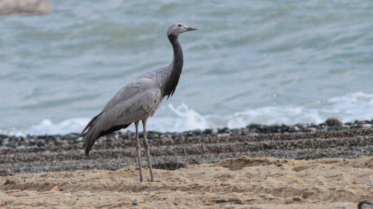 Demoiselle Crane - ML641758076