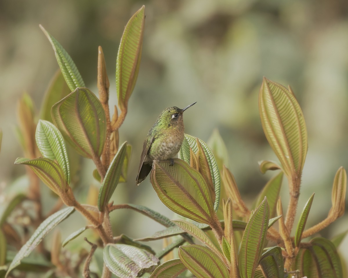 Tyrian Metaltail - ML641758079