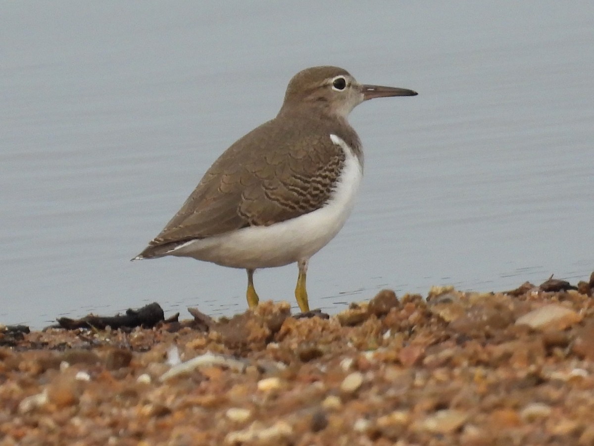 Spotted Sandpiper - ML641758101