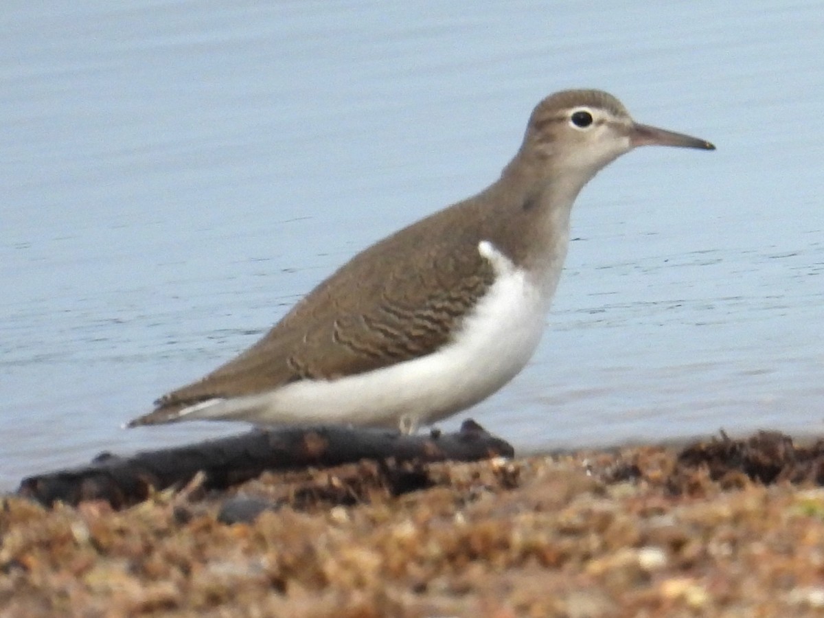 Spotted Sandpiper - ML641758103