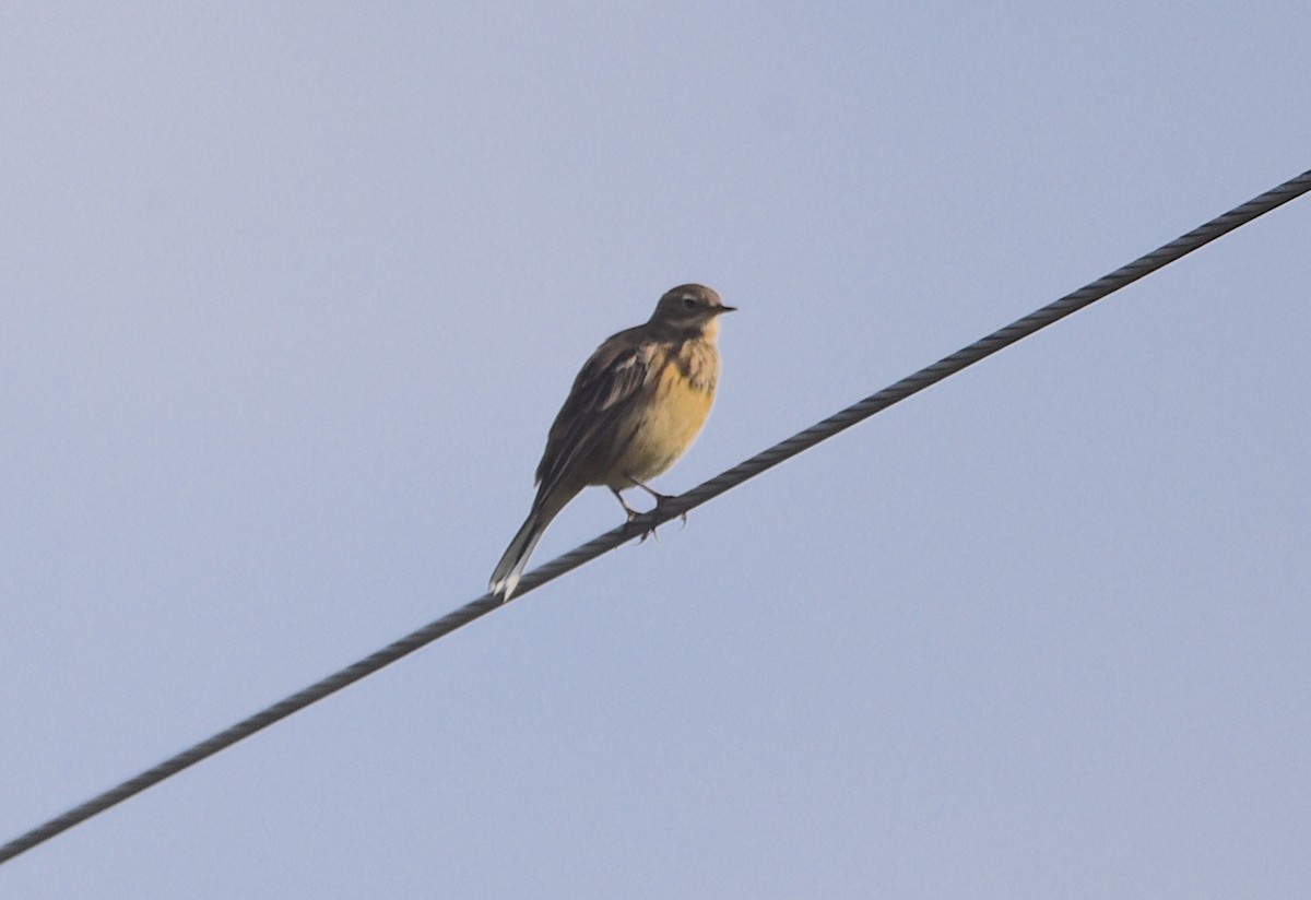 American Pipit - ML641758124