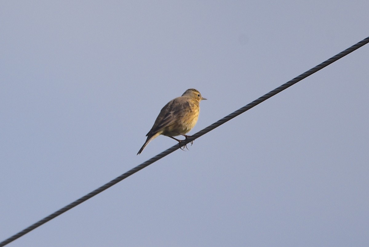 American Pipit - ML641758125