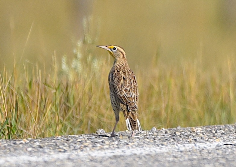 Western Meadowlark - ML641758155