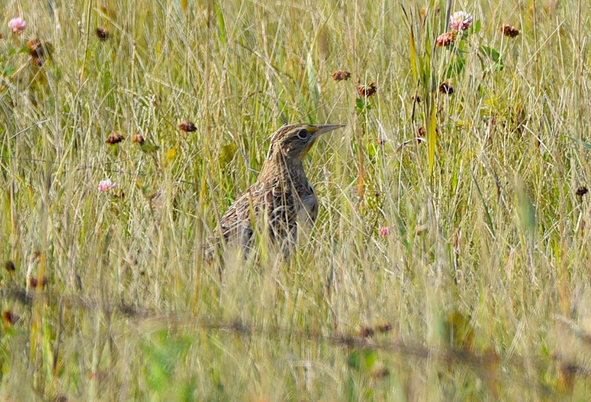 Western Meadowlark - ML641758156