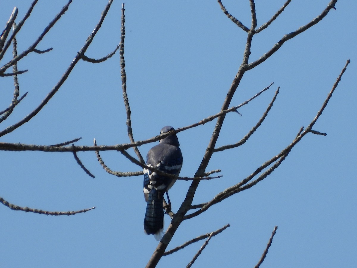 Blue Jay - ML641758170