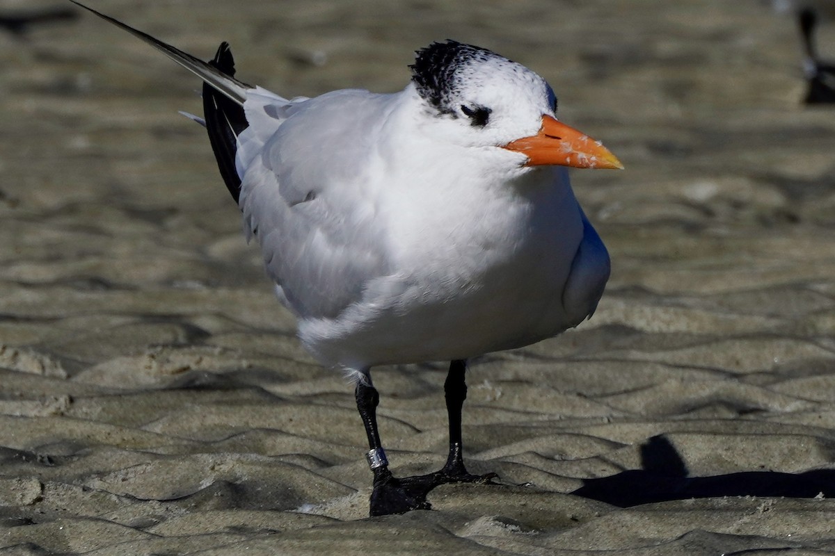Royal Tern - ML641758221