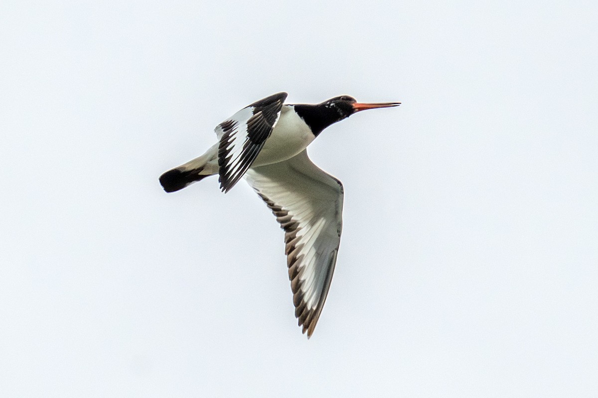 Eurasian Oystercatcher - ML641758262
