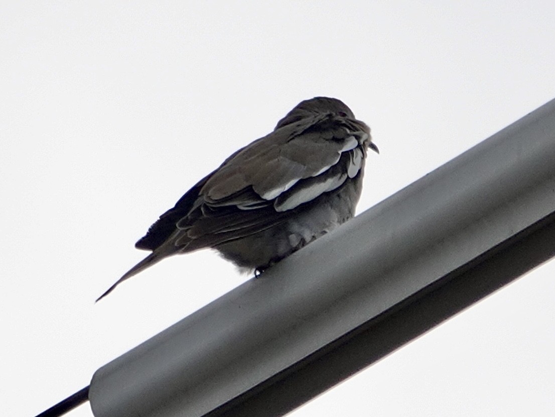 White-winged Dove - ML641758272
