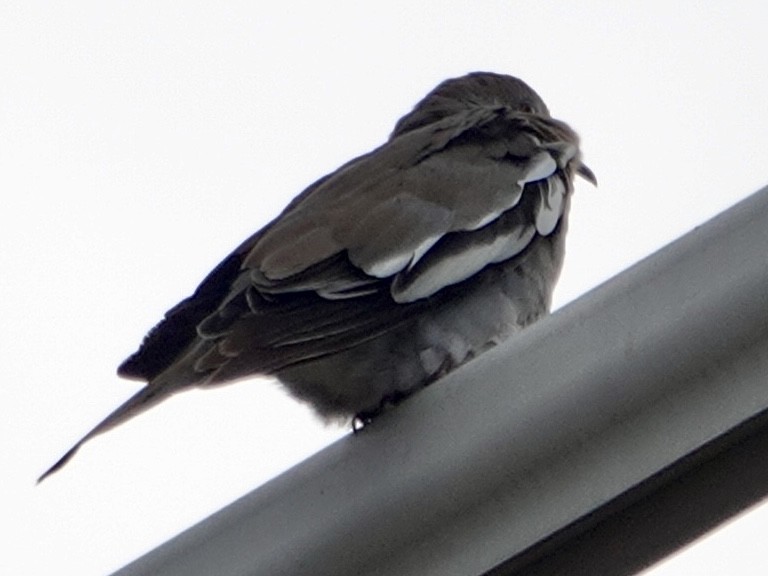 White-winged Dove - ML641758273