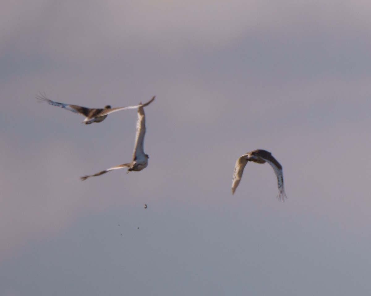 Gallina prataiola - ML641758294